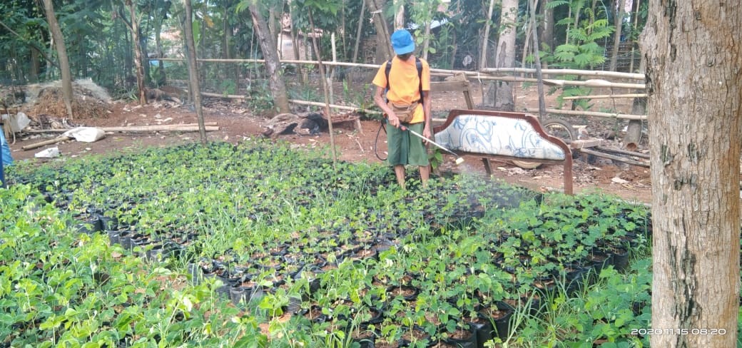 Proses pengolahan kotoran kandang menjadi pupuk kandang